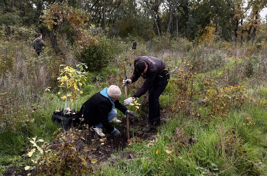  S-a dat startul campaniei de împădurire „Toamna 2025”: vor fi plantate peste 3.400 de hectare de pădure