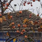 Fructele exotice câștigă teren în grădinile din Republica Moldova: kaki, rodii și smochine în locul caiselor și piersicilor