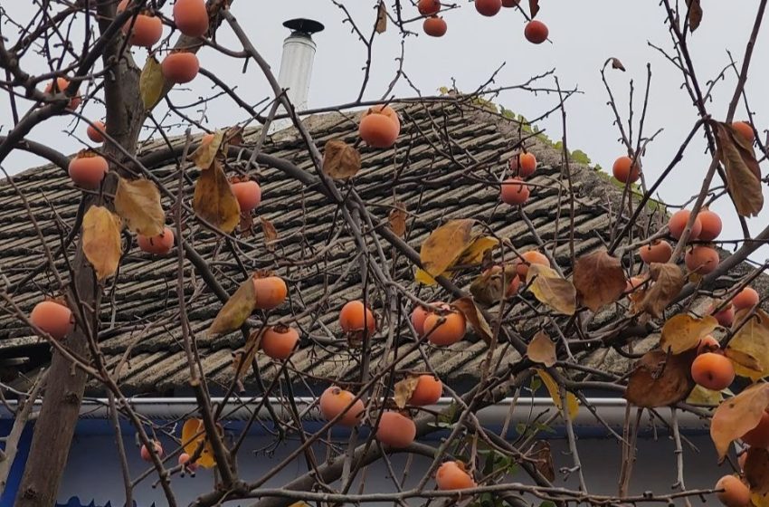  Fructele exotice câștigă teren în grădinile din Republica Moldova: kaki, rodii și smochine în locul caiselor și piersicilor