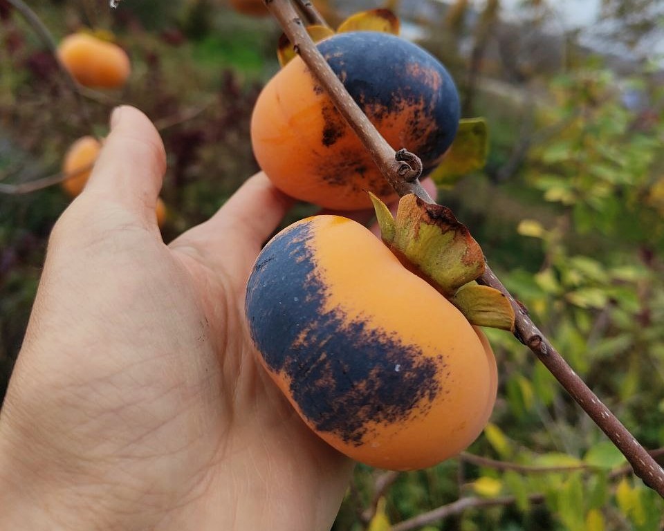 Sursa foto: Arhiva personală a Nadejdei Știrbu