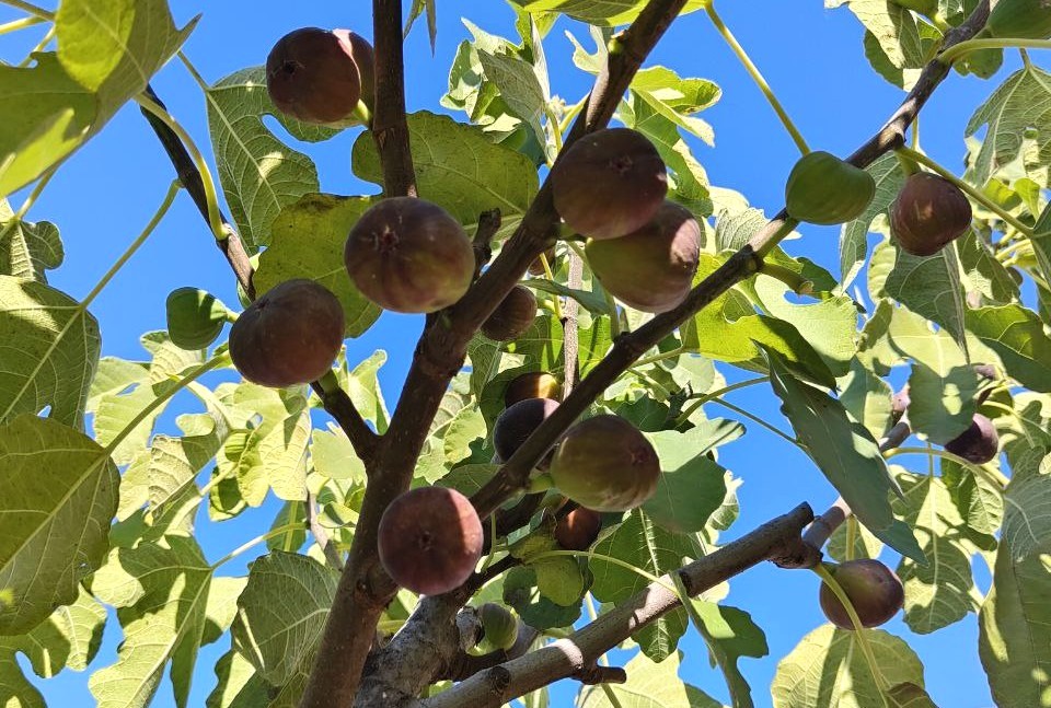 Sursa foto: Arhiva personală a Nadejdei Știrbu