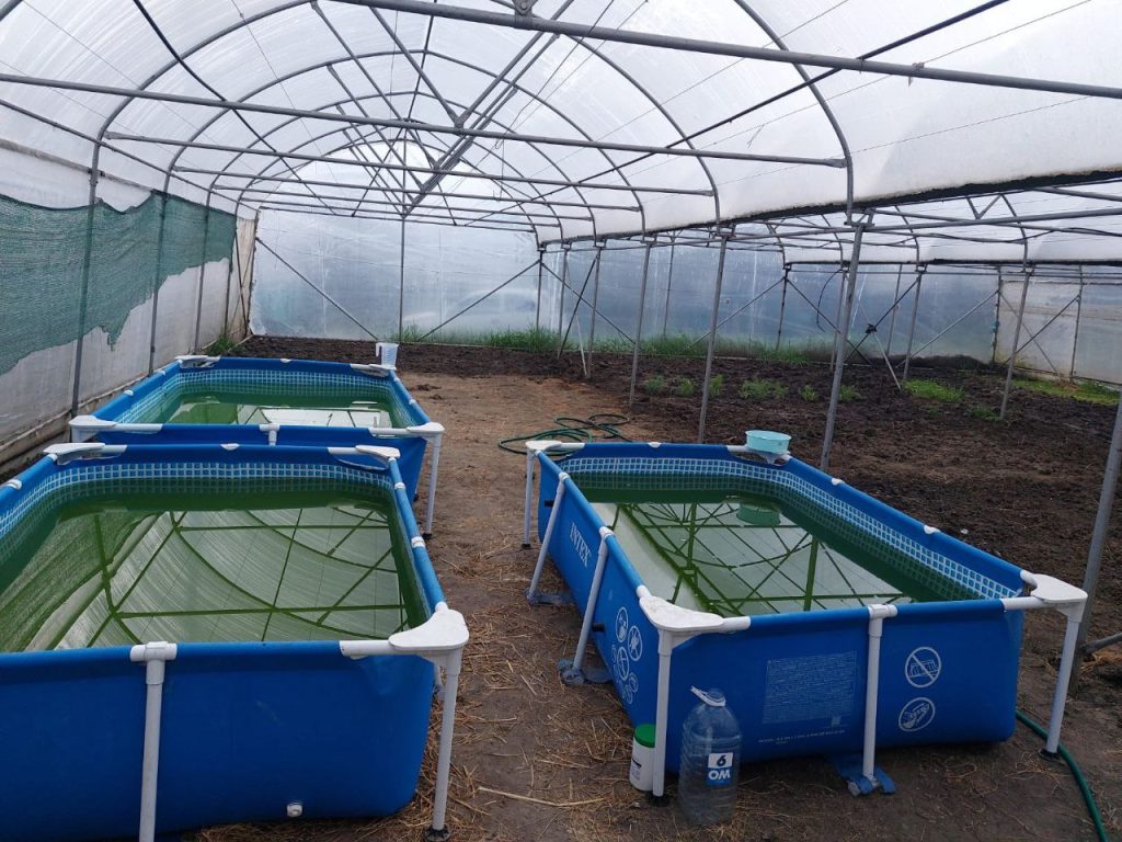 Laboratorul în care se produc algele. Foto: Arhiva personală