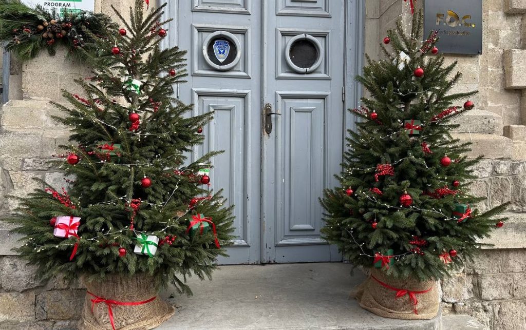 Pomi de Crăciun în ghiveci, care pot fi replantați după sărbători. Foto: Ludmila Hițuc