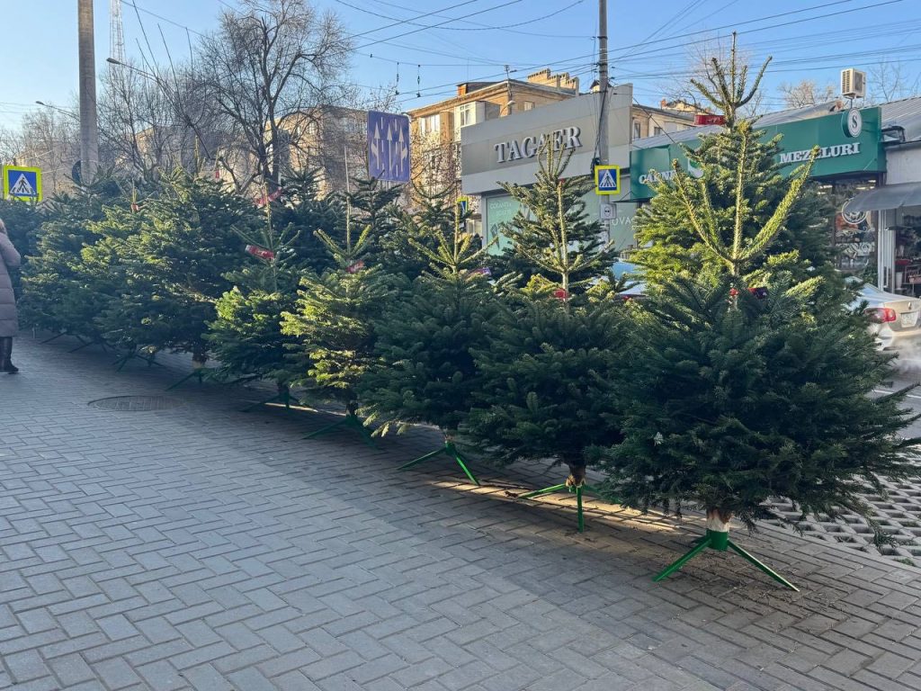 Pomi de Crăciun din comerț. Foto: Daniela Student
