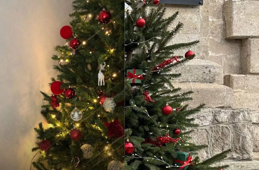  Brad natural sau artificial: ce impact are fiecare alegere asupra mediului?