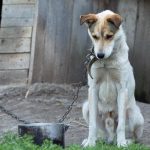 Organizațiile de protecție a animalelor solicită crearea unui Departament Național pentru Protecția Animalelor