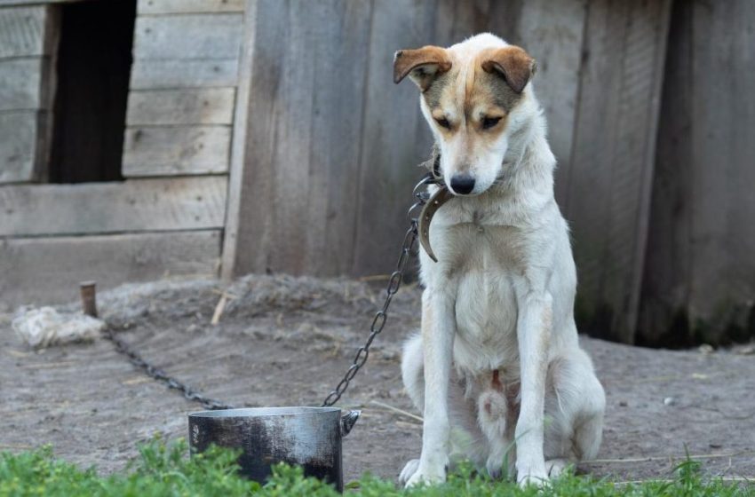  Organizațiile de protecție a animalelor solicită crearea unui Departament Național pentru Protecția Animalelor
