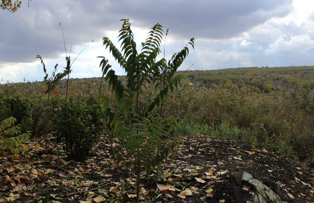 Arborele-cerului (Ailanthus altissima), specie invazivă de origine asiatică, se dezvoltă spontan în marginea zonei umede. 