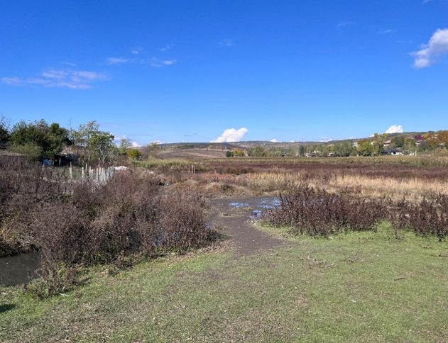 Zona de tranziție dintre gospodării și fostul iaz Molovateț, cu mini-băltiri temporare și sol argilos – un microhabitat umed restant, esențial pentru reținerea apei și restaurarea ecosistemului