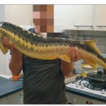 Sturionii Nistrului: cum au dispărut „fosilele vii” din apele Moldovei