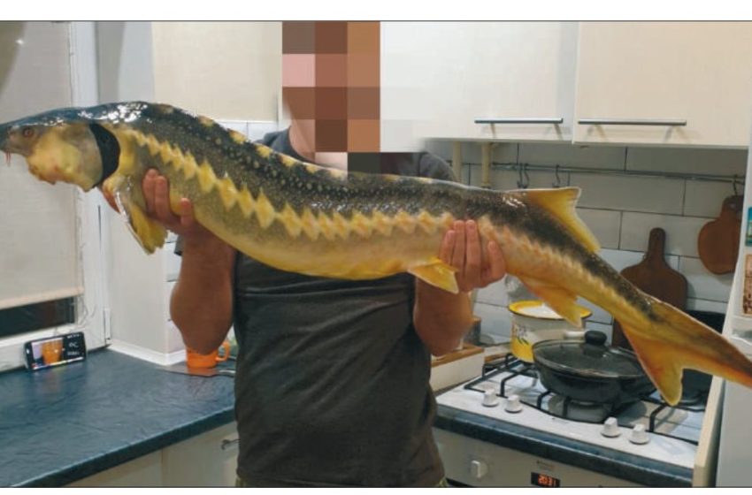  Sturionii Nistrului: cum au dispărut „fosilele vii” din apele Moldovei