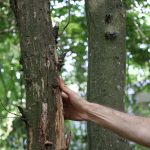 România oferă Republicii Moldova 1,7 milioane de euro pentru primul inventar al pădurilor