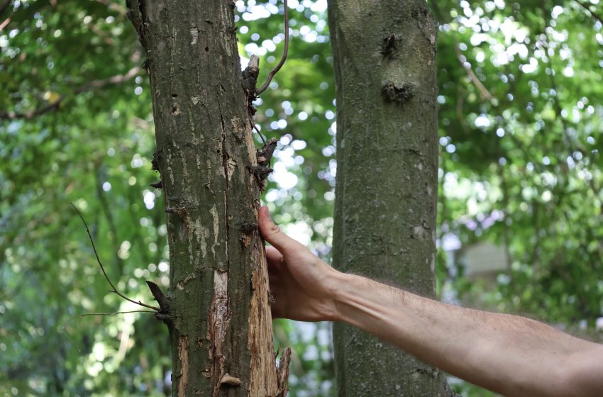  România oferă Republicii Moldova 1,7 milioane de euro pentru primul inventar al pădurilor