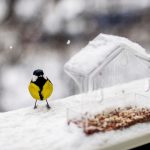 Iarna pune păsările la încercare: cum le poți ajuta și participa la un concurs