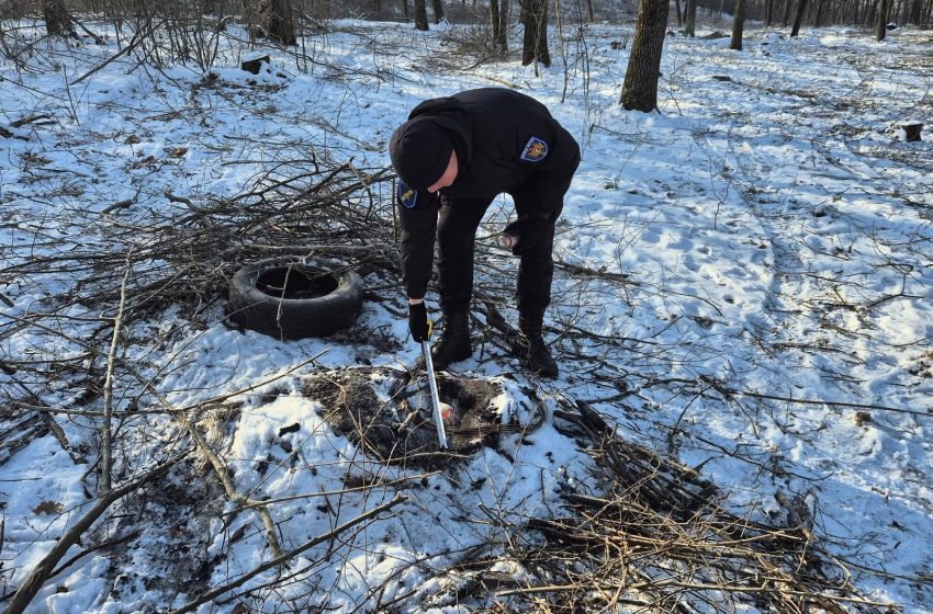  Peste o mie de arbori tăiați ilegal la Ocolul Silvic Ghidighici. Prejudiciul depășește 567 de mii de lei