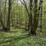 Ministrul Mediului: „În sfârșit, după 30 de ani, vom face primul Inventar Forestier Național”. Pădurile vor fi monitorizate prin satelit