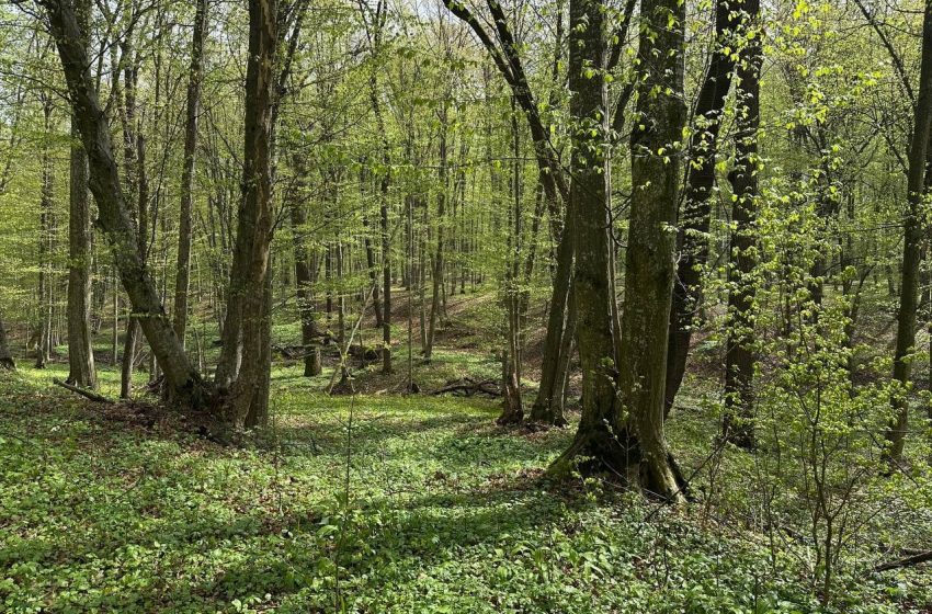  Ministrul Mediului: „În sfârșit, după 30 de ani, vom face primul Inventar Forestier Național”. Pădurile vor fi monitorizate prin satelit