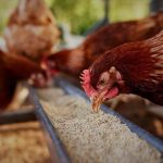 Fără carne de pasăre din Ucraina pe piața din Moldova: ANSA suspendă temporar importurile