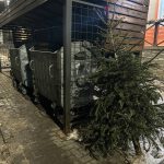 Ce facem cu bradul natural după sărbători: între deșeu și resursă