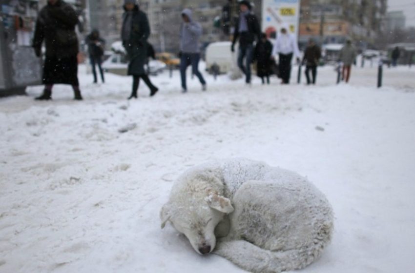  Iarna pune la încercare și animalele fără adăpost. Cum le putem ajuta?