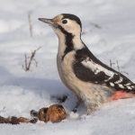 Provocarea acestui weekend: observă păsările din oraș