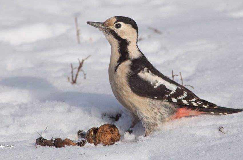  Provocarea acestui weekend: observă păsările din oraș