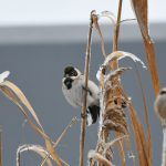 42 de specii de păsări observate într-un singur weekend de iarnă în Republica Moldova