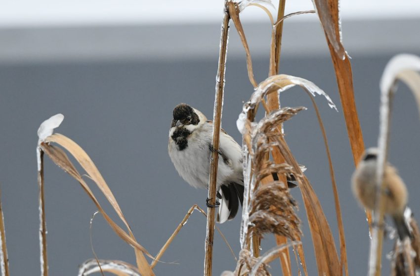  42 de specii de păsări observate într-un singur weekend de iarnă în Republica Moldova