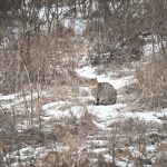 Pisica sălbatică europeană, surprinsă din nou în Orheiul Vechi