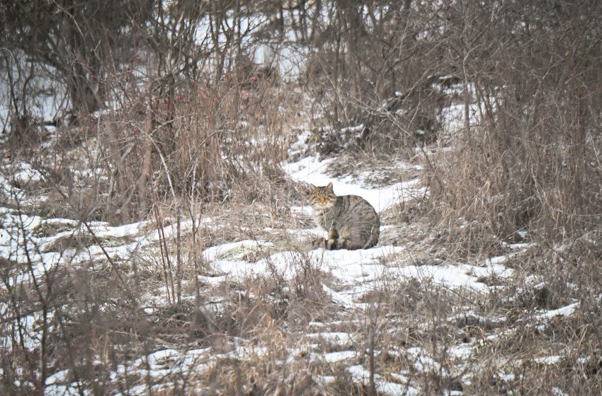  Pisica sălbatică europeană, surprinsă din nou în Orheiul Vechi