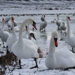 Gripa aviară la lebede în Republica Moldova: cum recunoaștem o lebădă bolnavă