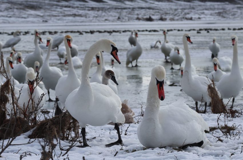  Gripa aviară la lebede în Republica Moldova: cum recunoaștem o lebădă bolnavă