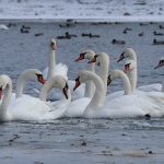 Au ales să ierneze în Moldova: lebede și rațe, surprinse pe Nistru, la Sănătăuca