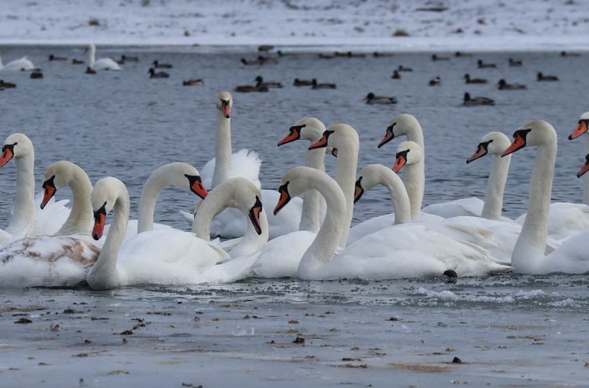  Au ales să ierneze în Moldova: lebede și rațe, surprinse pe Nistru, la Sănătăuca