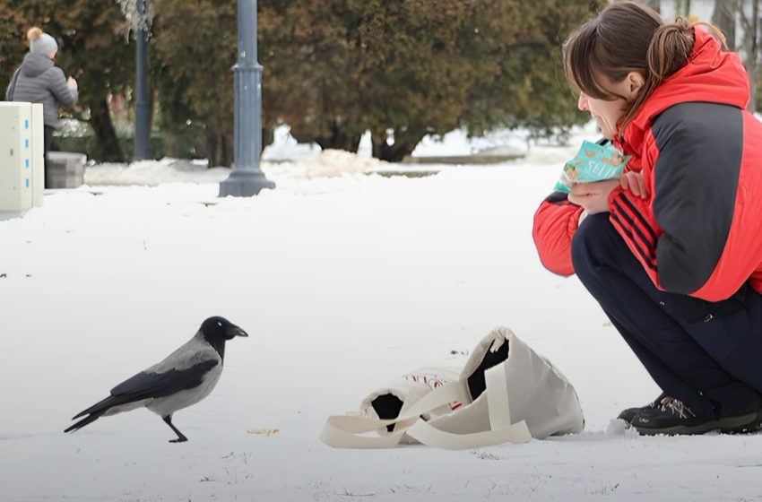  De la primul cuib pe balcon la șase hrănitori în oraș – Gabriela Metreniuc are grijă de păsările Chișinăului