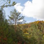 Noi detalii despre primul Inventar Forestier Național: proiectul va fi realizat cu sprijin nerambursabil