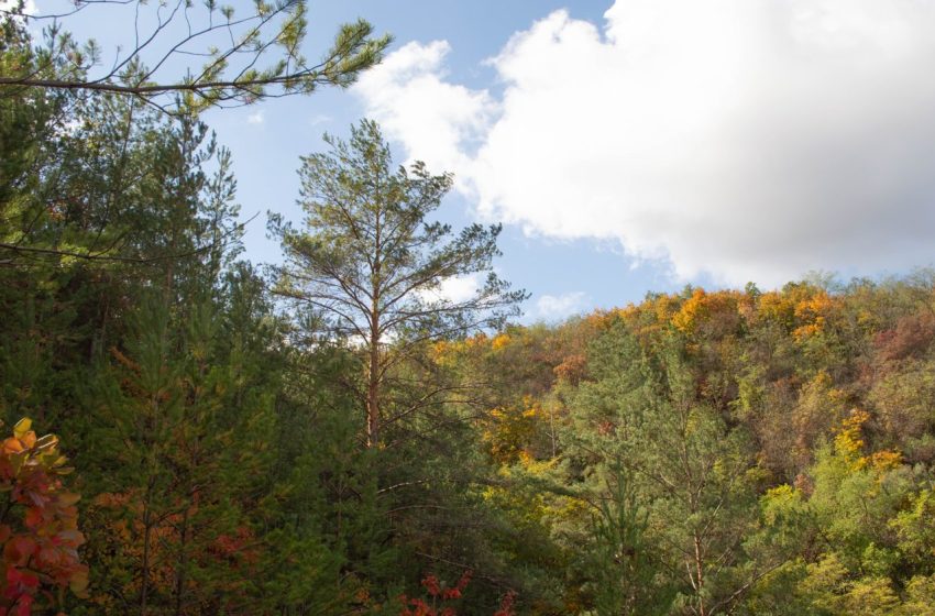  Noi detalii despre primul Inventar Forestier Național: proiectul va fi realizat cu sprijin nerambursabil