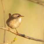 Pănțărușul a fost desemnat „Pasărea Anului 2026” în Republica Moldova