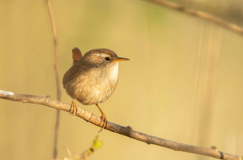  Pănțărușul a fost desemnat „Pasărea Anului 2026” în Republica Moldova