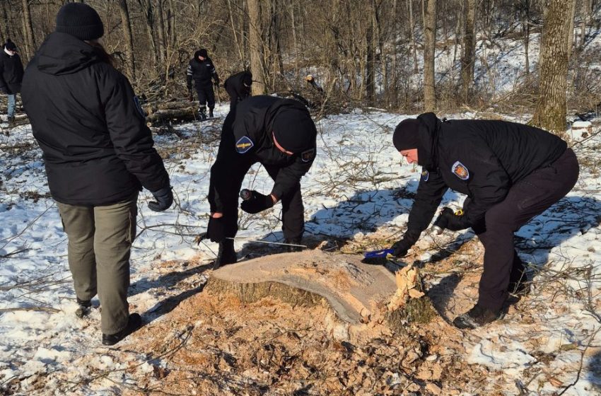  Cazul celor 1.007 arbori tăiați ilegal la Ghidighici. Inspectorii vor sesiza Procuratura 