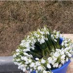 Primăvara nu e gratuită: un fir de ghiocel rupt din arealul natural costă 75 de lei 