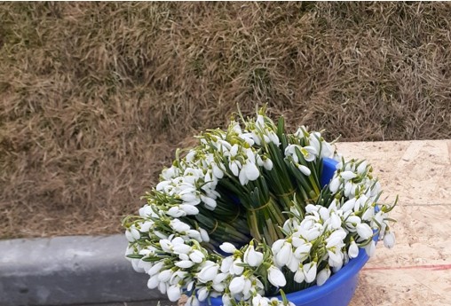  Primăvara nu e gratuită: un fir de ghiocel rupt din arealul natural costă 75 de lei 