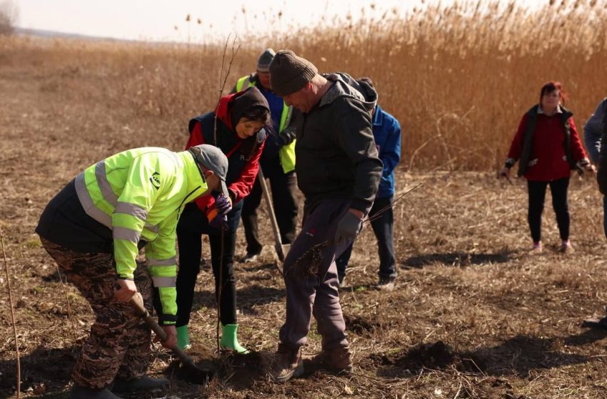  Pe locul unui iaz dispărut, locuitorii a două sate din Telenești au plantat 3.000 de puieți