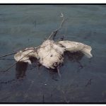 Păsările găsite moarte la Pohrebea nu au murit din cauza poluării de pe Nistru