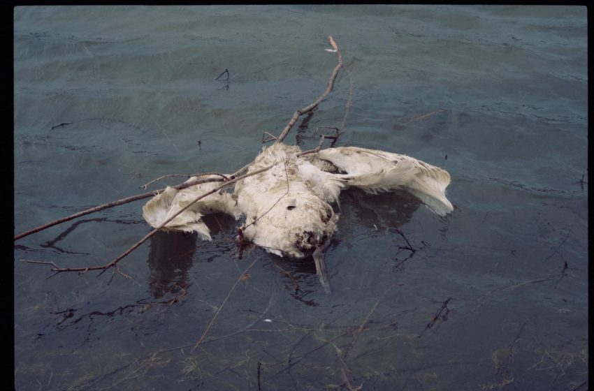  Păsările găsite moarte la Pohrebea nu au murit din cauza poluării de pe Nistru