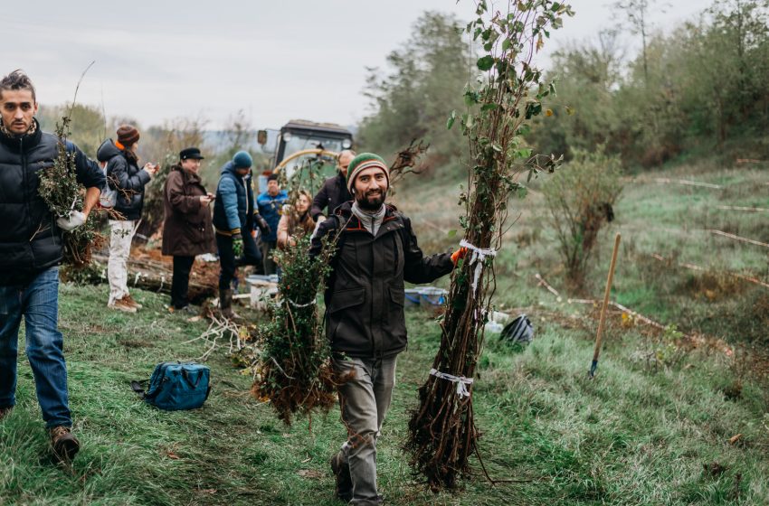  Încep plantările în toată țara: unde și cum putem participa