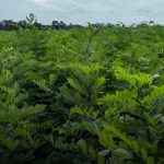 Salcâmul nu va ocupa mai mult de 15-20% din plantări. Autoritățile anunță o „corecție de direcție”