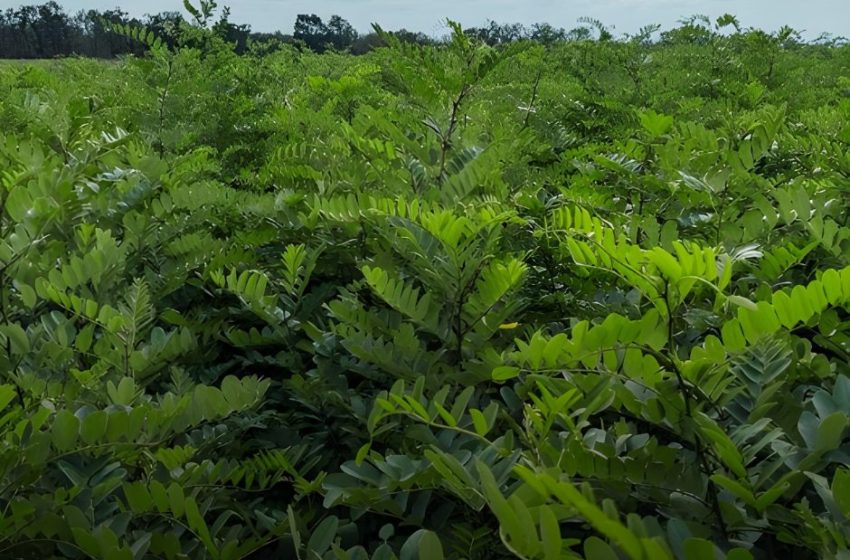  Salcâmul nu va ocupa mai mult de 15-20% din plantări. Autoritățile anunță o „corecție de direcție”