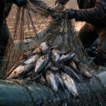 784.000 lei prejudiciu din pescuit ilegal la Costești–Stânca: doi bărbați condamnați