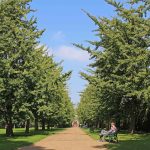 Chișinăul ar putea avea primul parc dintr-o specie de arbori care a supraviețuit dinozaurilor. 400 de puieți își caută teren într-un concurs